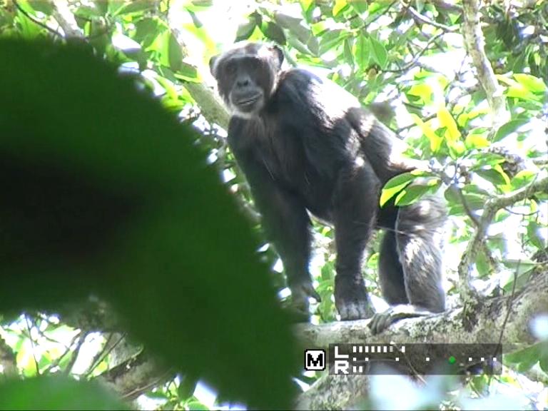 Naive adult male chimpanzee in the Gangu Forest, Bili © Cleve Hicks, The Wasmoeth Wildlife Foundation