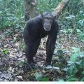 Chimpanzee OforiAmanfo.jpg