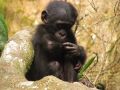 Bonobo stefano lucchesi.jpg