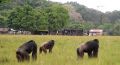 Chimpanzee loango camp.jpg