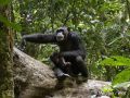 CIV Tai chimpanzee Sonja Metzger WCF.jpg