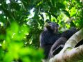 Chimpanzee enjoying a wadge S.Brogan.jpg