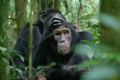 Budongo chimpanzee.jpg